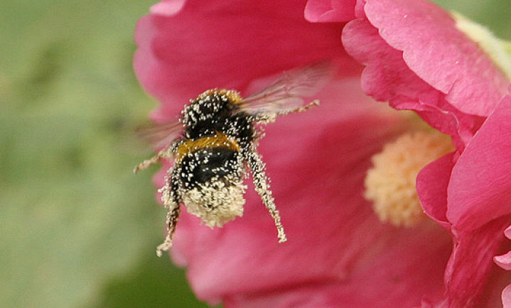Oorzaak bijensterfte komt in zicht