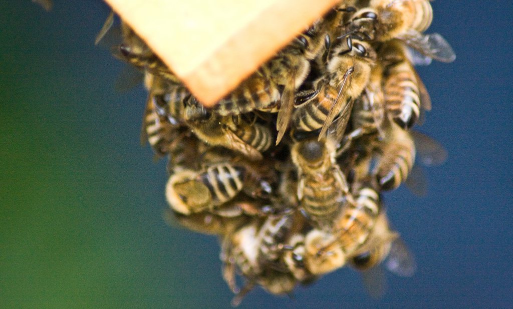 ‘Hobbyimkers bedreiging voor bijen’