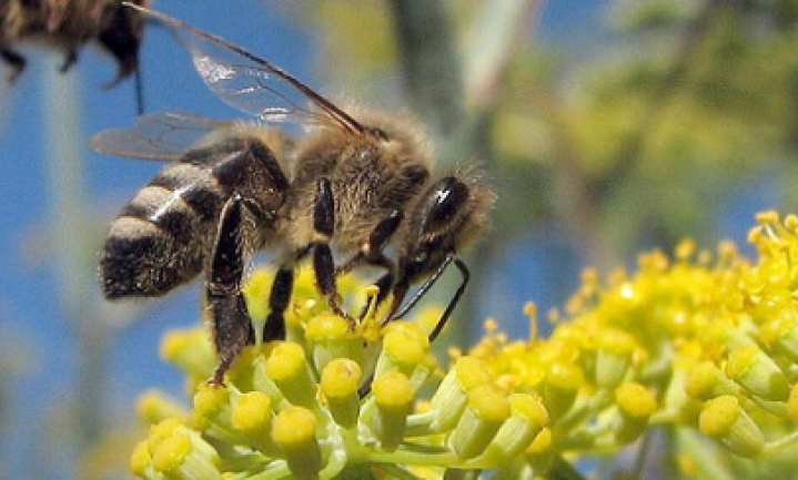 Syngenta houdt van bijen