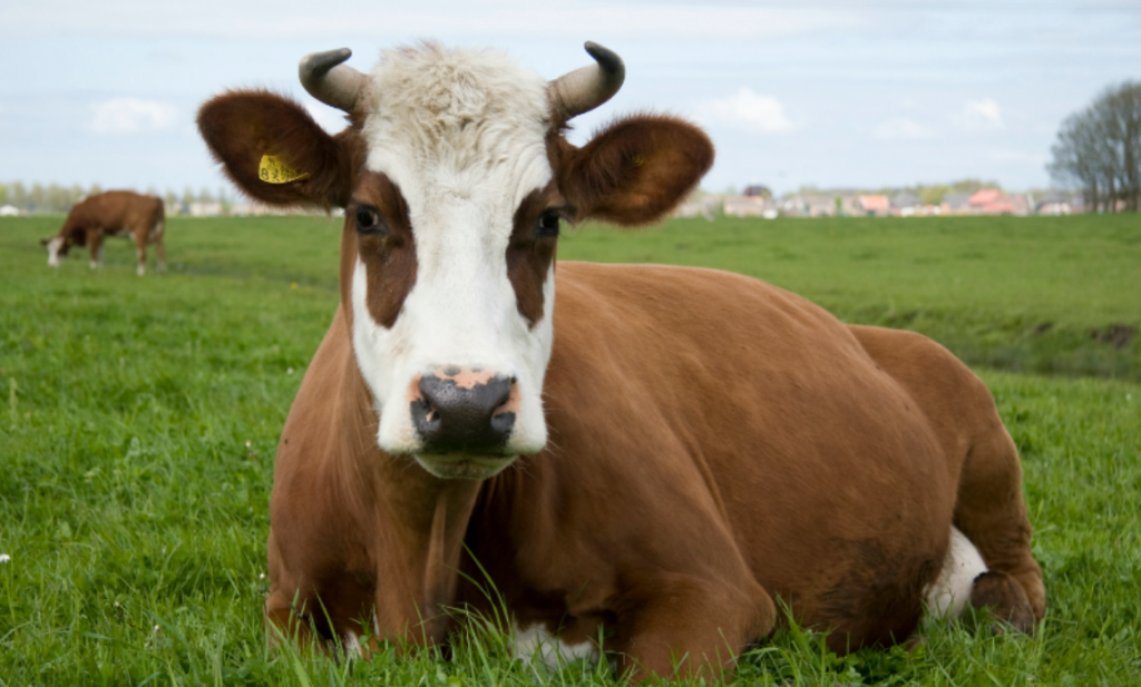 Biodynamische melkveehouders vragen alsnog ontheffing bij minister Schouten vanwege poeptekort