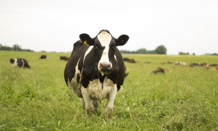 Als het voer opraakt worden gangbare koeien geslacht en krijgen biologische gangbaar voer