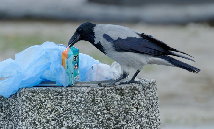 Menselijk afval in vogelnest doet goed en kwaad