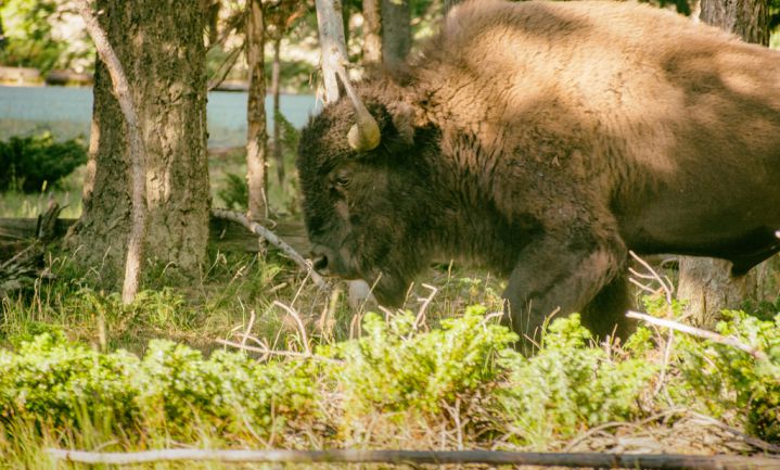 Yellowstone plant dood 900 bizons