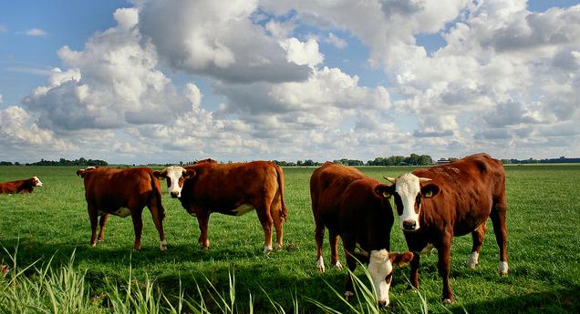 Oud Hollands rundvlees bij C1000