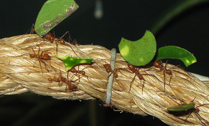 Opzienbarend: mieren blijken al 50 miljoen jaar te ‘boeren’