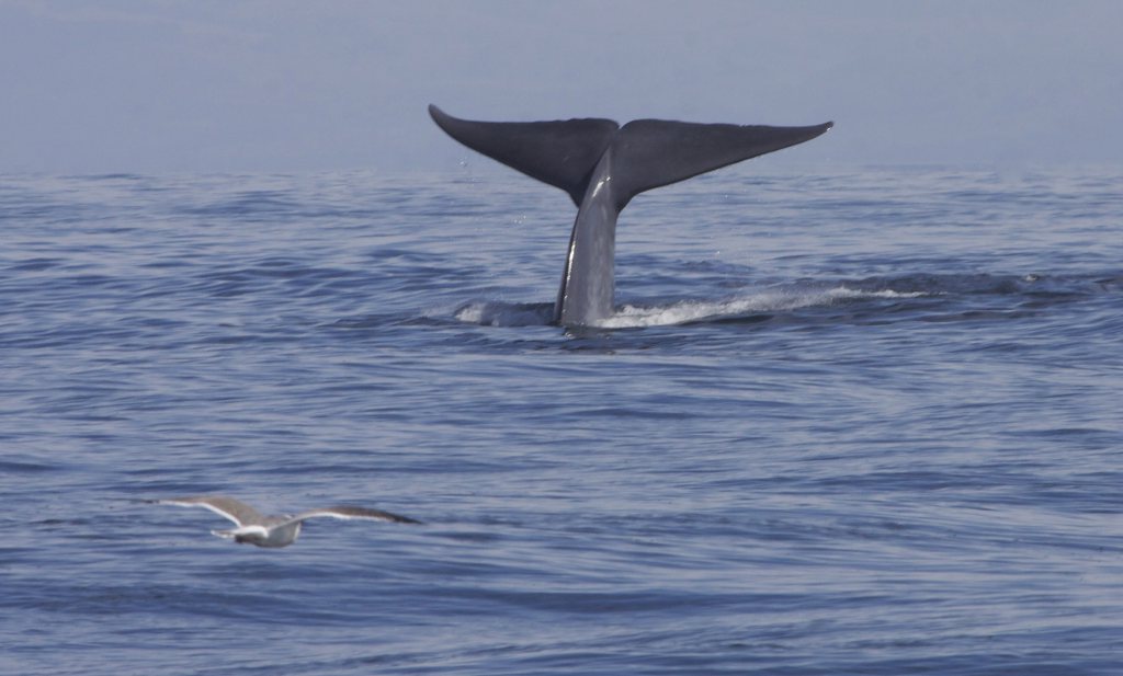 Expeditie walvispoep onderzoekt korte en duurzame voedselketen