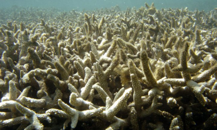 Plastic veroorzaakt bacteriële infectie koraalriffen
