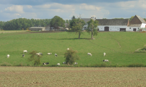 Vlaanderen dreigt stikstofstreep te zetten door 85% veehouderij