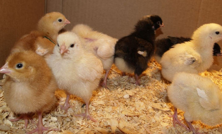Kippenhouders bang voor kip-van-morgen-wet