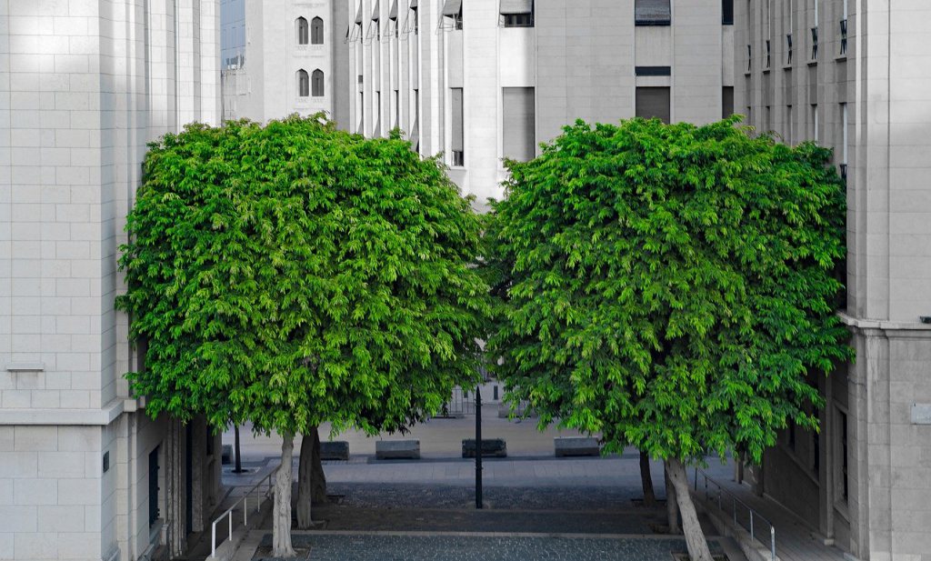 De boom als kapitaal op de stedelijke begroting