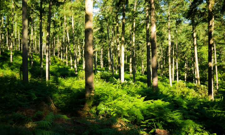 Bomen geen redding tegen klimaatverandering