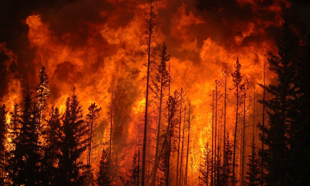Oude volkeren beheerden natuur met vuur en dieren om grote branden te voorkomen