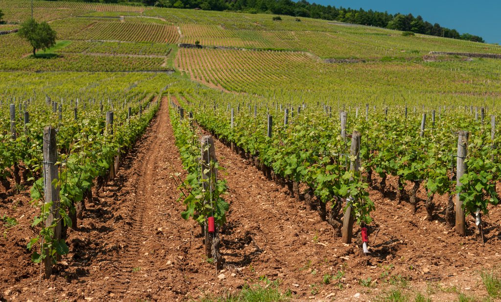 Steeds schaarsere Bourgogne prijst zich markt uit