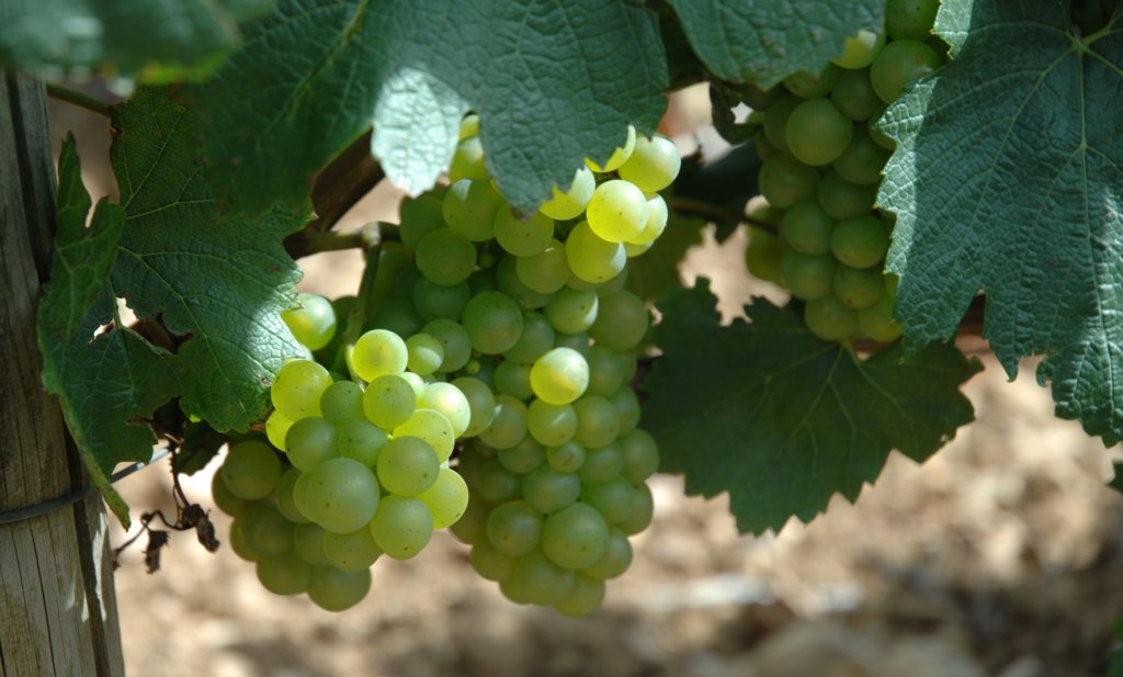 België produceert ruim 60% meer wijn