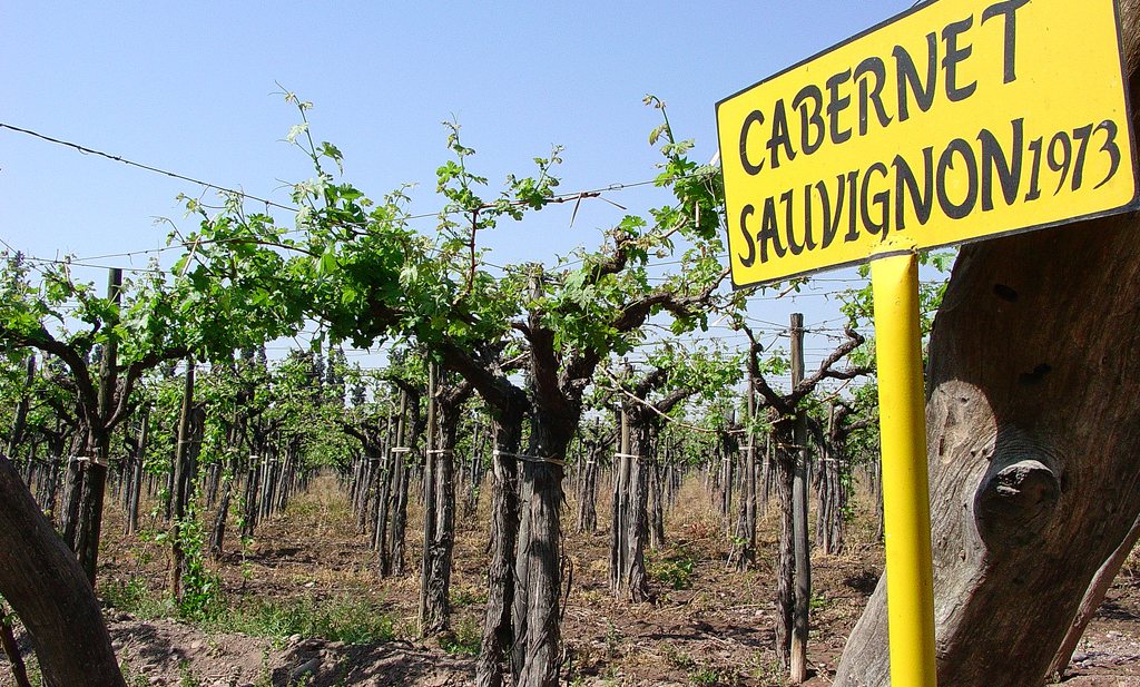 Slecht weer kost wijnbouw jaarlijks €10 miljard