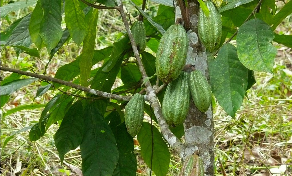 Cacaoteelt bedreigd door ziekten