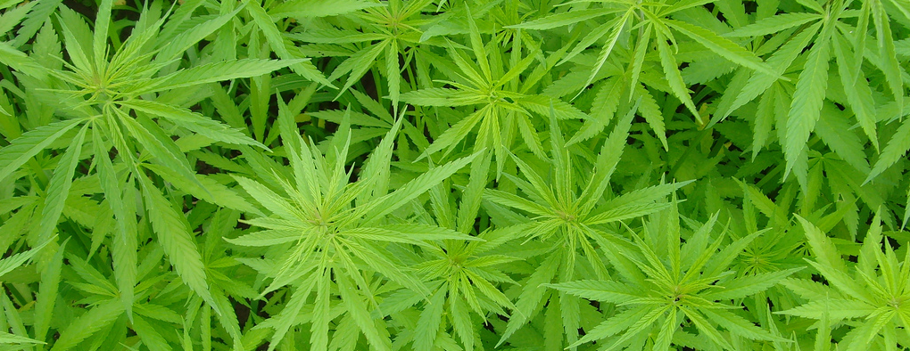 Biologische cannabis uit de kas