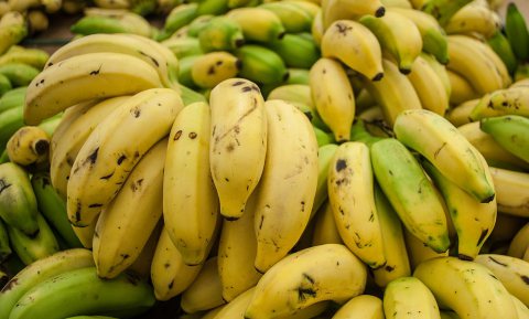 Bananenfabriek tegen bananenvernietiging