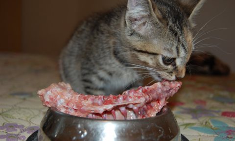 Kat krijgt rundertuberculose van slachtafval