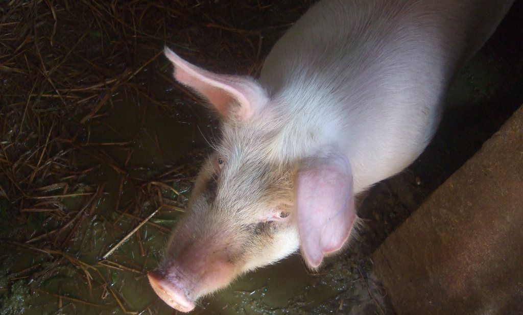 Nederlandse toeleveranciers helpen China aan meer eigen varkens