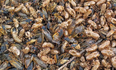 ‘Cicadapocalyps’ verschrikt burgers en verrukt entomologen