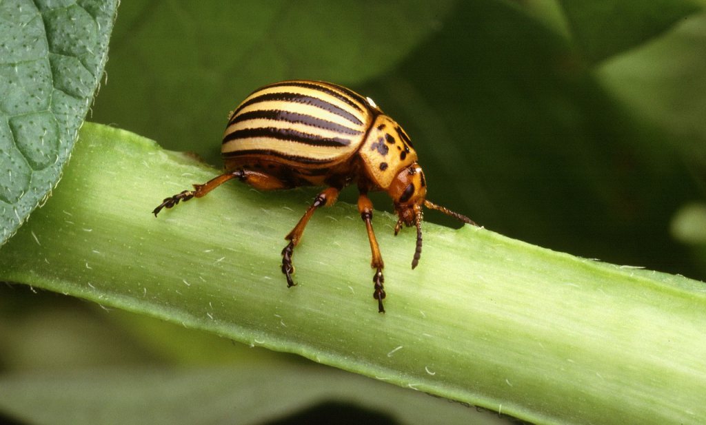 ‘Amerikanen ontwikkelen insecten als nieuw biologisch wapen’