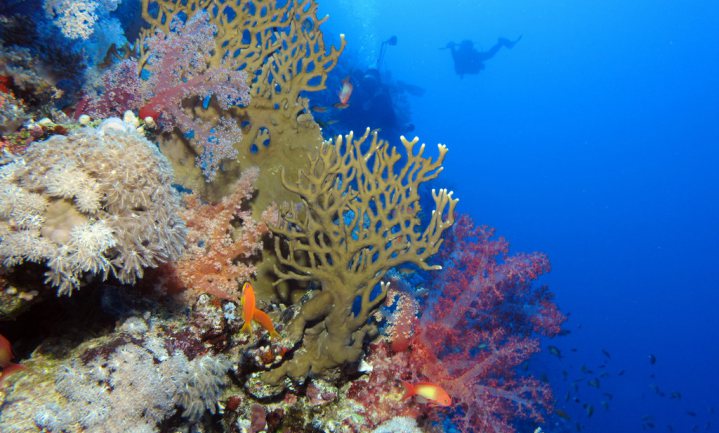 Kunstmest in gezonken vrachtschip bedreigt ecosystemen Rode Zee