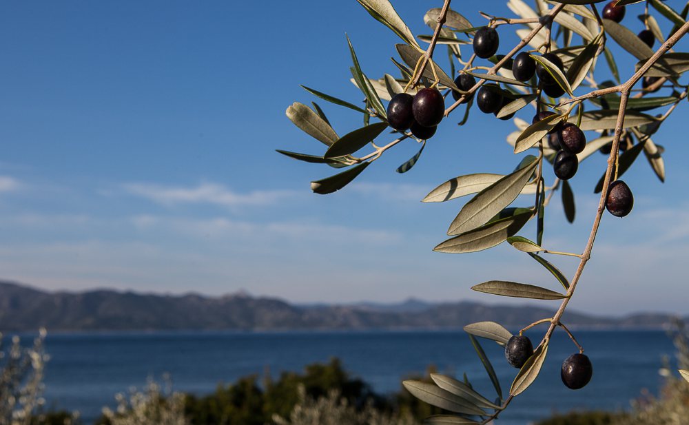 Corsicaanse olijfolie krijgt dubbele BOB