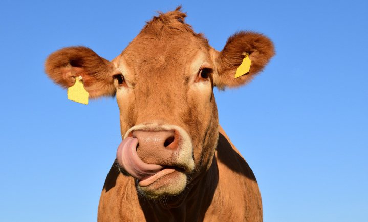 Waar blijft die vegan koe?