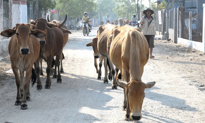 Indiaas dilemma: hoe eet je een koe die je niet mag slachten?