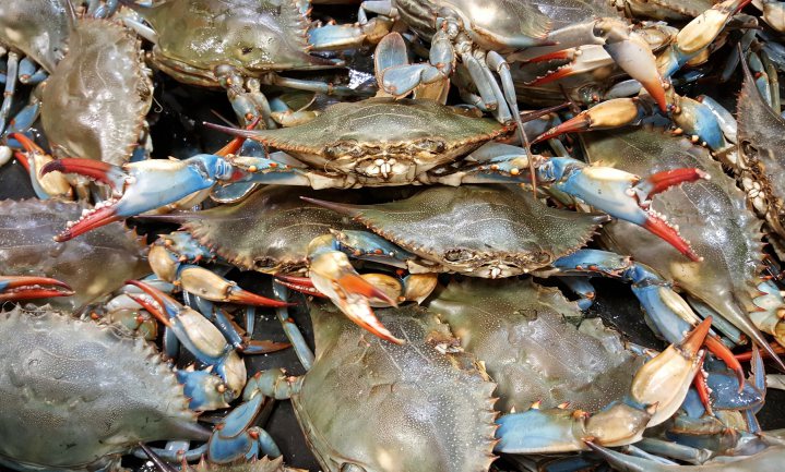Culinair ontdekt: blue crab