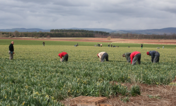 Chronisch arbeidstekort brengt Britse landbouw in het nauw