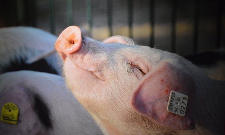 Belgische varkens krijgen nationaal dierenwelzijnslabel zonder eenheidsworst