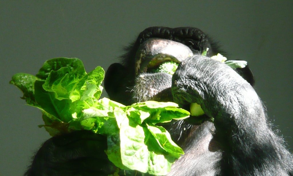 Landbouw maakt nachtelijke rover van chimpansee