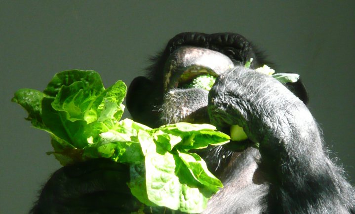 Landbouw maakt nachtelijke rover van chimpansee