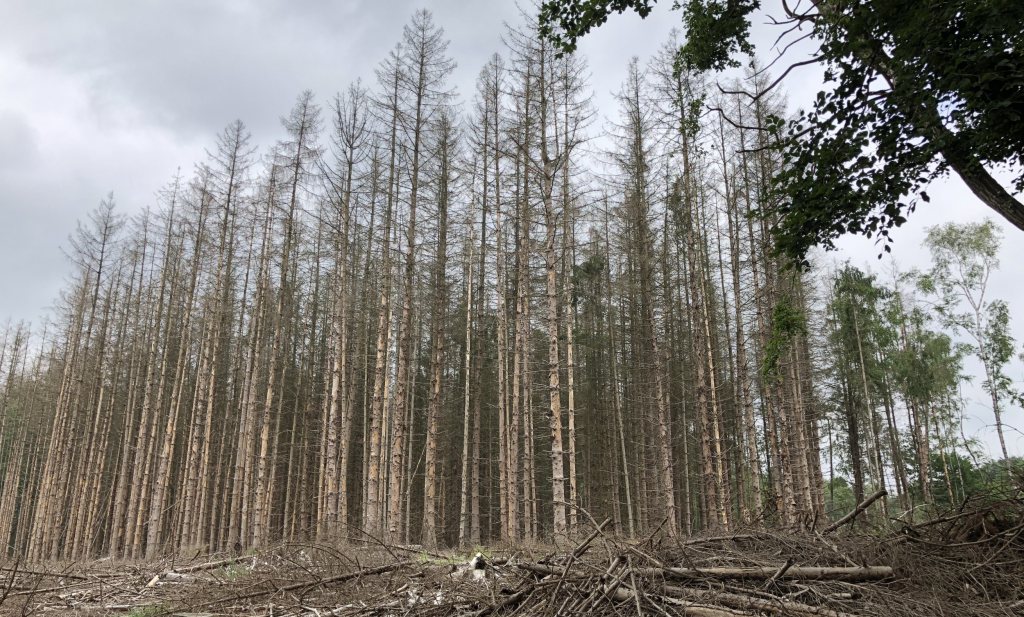 In biodivers bos gaan meer bomen dood