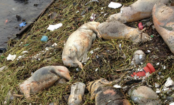 Chinese varkens in het water: ‘geen gevaar voor de volksgezondheid’
