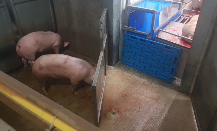 Slachthuis Willems verbeterde welzijn varkens door eerst met lego te knutselen
