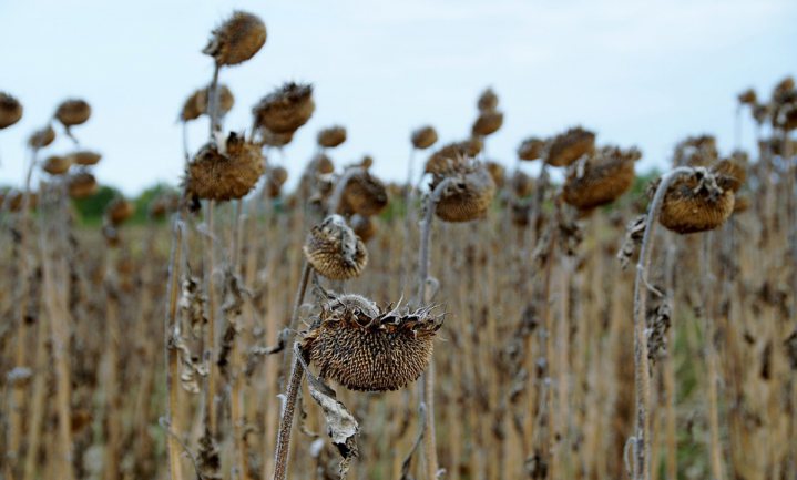 België noemt droge zomer officieel ‘landbouwramp’ en stelt steun ter beschikking