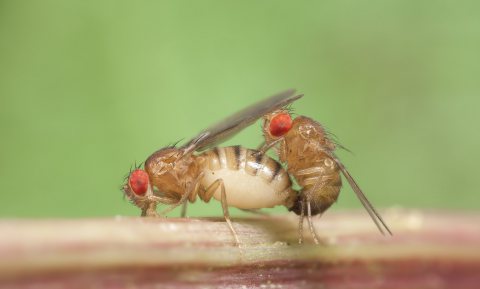 Fruitvlieg vrijt met verkeerde partner door luchtvervuiling