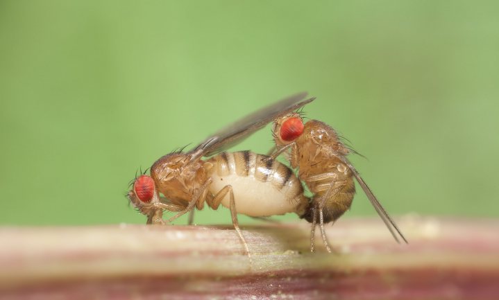 Amerikanen laten twee miljoen steriele mannetjes los op twee fruitvliegjes