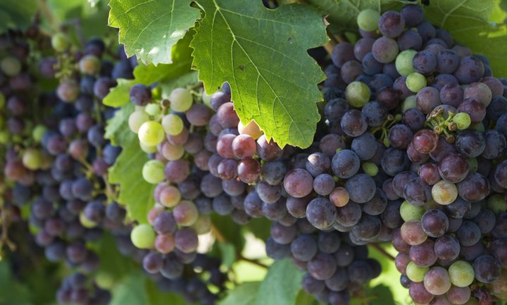 Hoeveel druiven bevat een fles wijn en wat mag die kosten?
