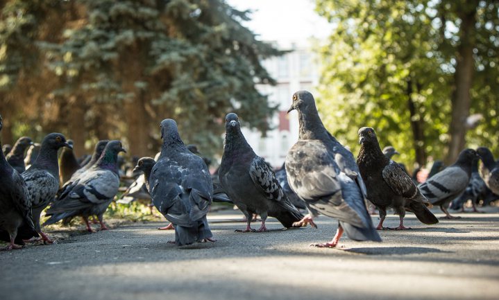 ‘Engelse straatdrinkers eten duiven van de straat’
