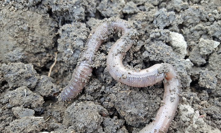 Landsnoerworm vreet mogelijk regenwormen, spoor ‘m op