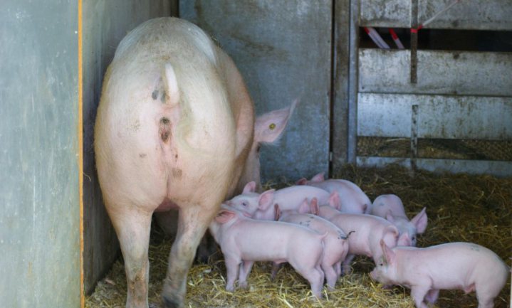 Belgische varkensbedrijven en slachters kunnen personeel tijdelijk de deur wijzen