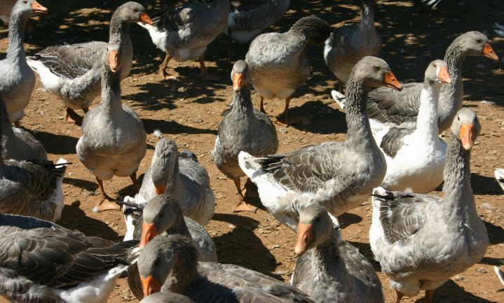 Frankrijk ruimt miljoen eenden en ganzen