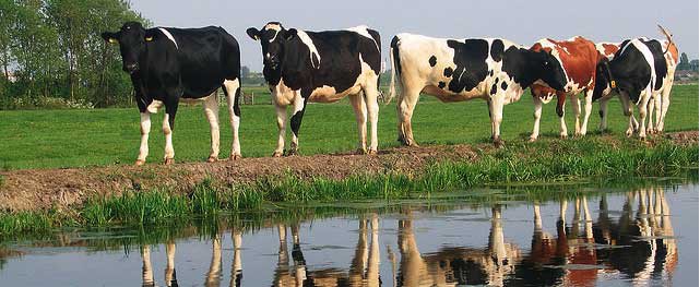 Nieuw-Zeelandse wereldkaas zet Nederland vol koeien
