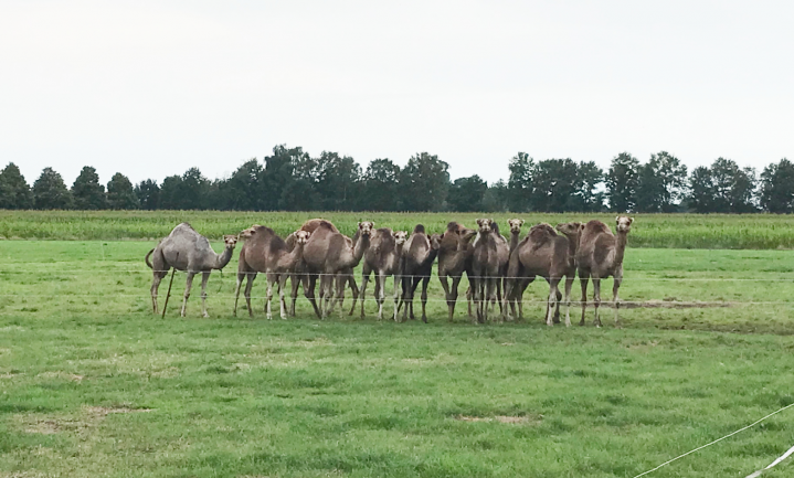 Lot dromedaris en hert onzeker in Nederland