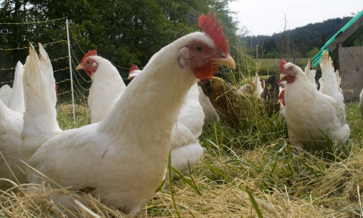 Dierenbescherming moet naar vier sterren voor kip