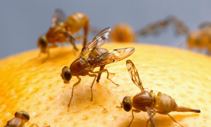 Fruitvlieg verklaart waarom klieren klieren